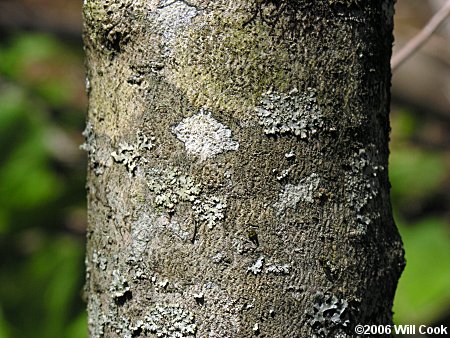 Poison Sumac (Toxicodendron vernix, Rhus vernix) bark