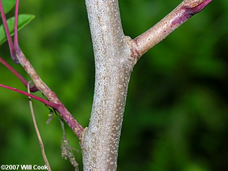 Poison Sumac (Toxicodendron vernix, Rhus vernix) leaves