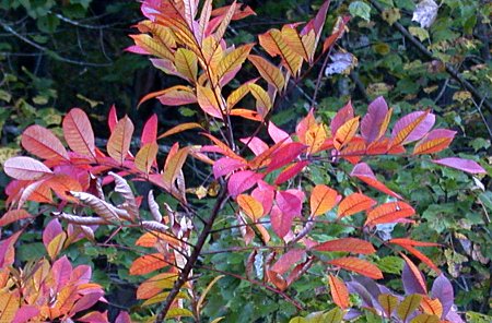 Poison Sumac (Toxicodendron vernix, Rhus vernix) fall color