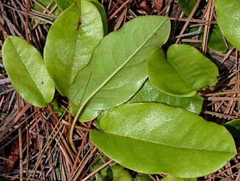 Trailing Arbutus (Epigaea repens)