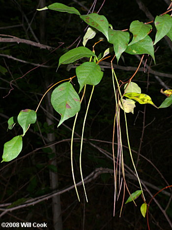 Climbing Dogbane (Trachelospermum difforme/Thyrsanthella difformis)