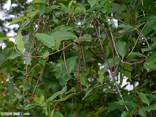 Climbing Dogbane (Trachelospermum difforme/Thyrsanthella difformis)