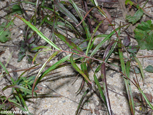 Climbing Dogbane (Trachelospermum difforme/Thyrsanthella difformis)