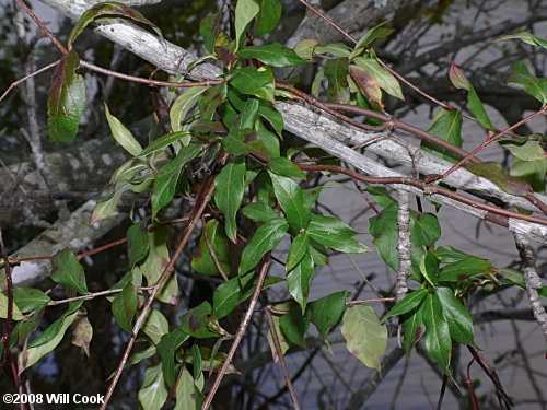 Climbing Dogbane (Trachelospermum difforme/Thyrsanthella difformis)