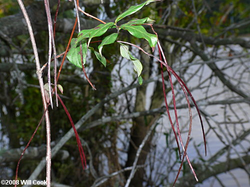 Climbing Dogbane (Trachelospermum difforme/Thyrsanthella difformis)