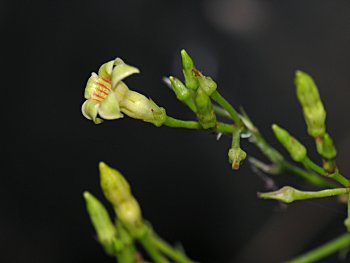 Climbing Dogbane (Trachelospermum difforme/Thyrsanthella difformis)