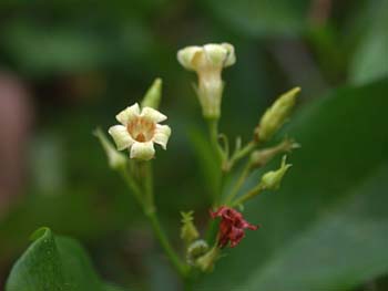 Climbing Dogbane (Trachelospermum difforme/Thyrsanthella difformis)