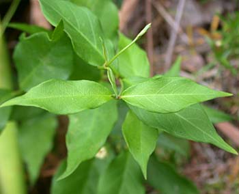 Climbing Dogbane (Trachelospermum difforme/Thyrsanthella difformis)