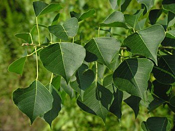 Chinese Tallowtree (Triadica sebifera) leaf