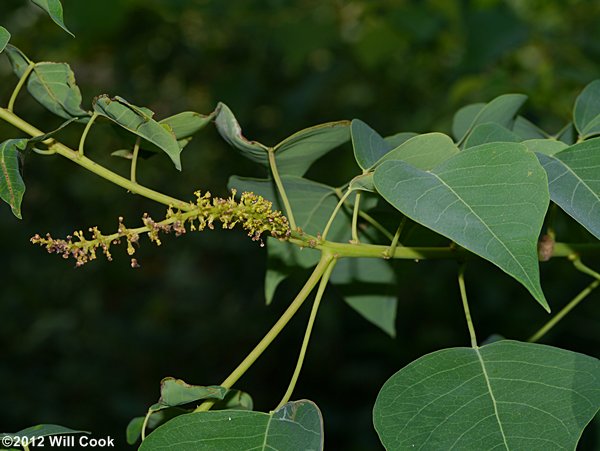 Chinese Tallowtree (Triadica sebifera)