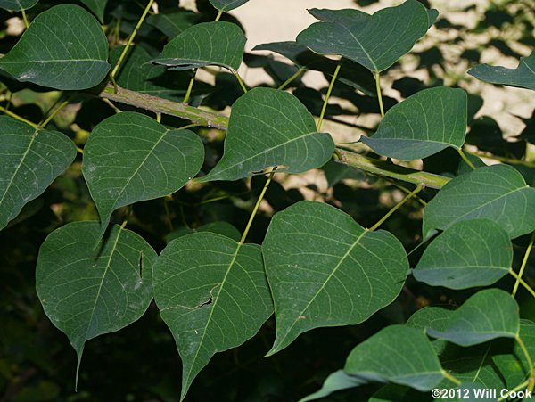 Chinese Tallowtree (Triadica sebifera)