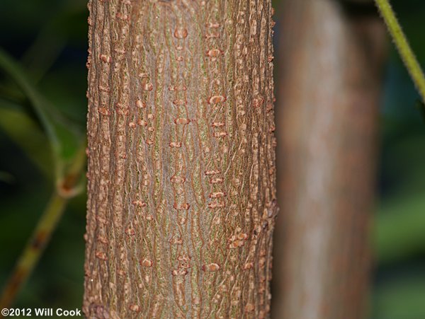 Chinese Tallowtree (Triadica sebifera)