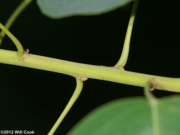 Chinese Tallowtree (Triadica sebifera)