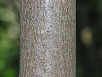 Chinese Tallowtree (Triadica sebifera)