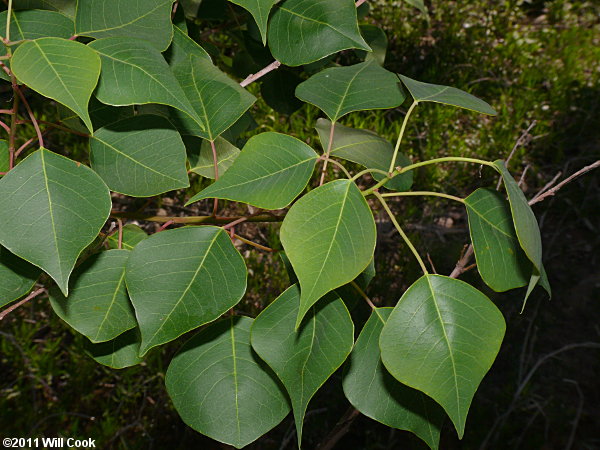 Chinese Tallowtree (Triadica sebifera)