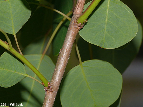 Chinese Tallowtree (Triadica sebifera)