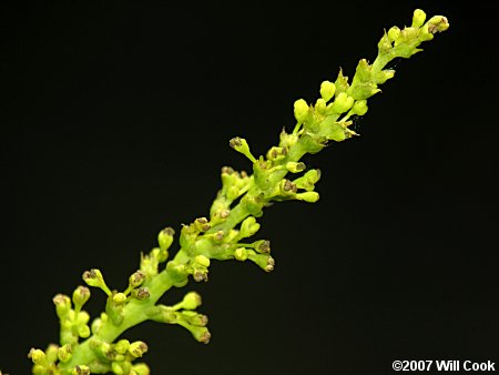 Chinese Tallowtree (Triadica sebifera) flower