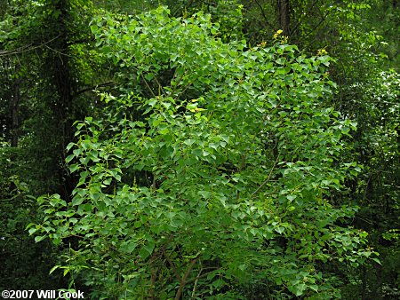 Chinese Tallowtree (Triadica sebifera) tree