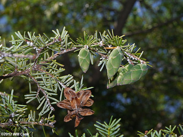 Carolina Hemlock (Tsuga caroliniana) cones