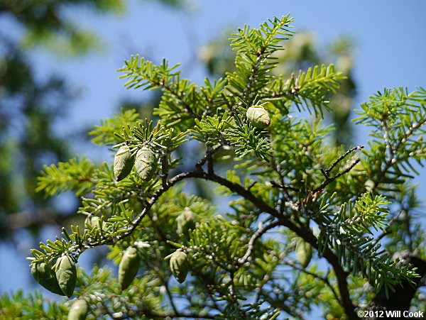 Carolina Hemlock (Tsuga caroliniana) cones