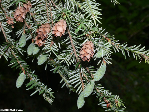 Eastern Hemlock (Tsuga canadensis)