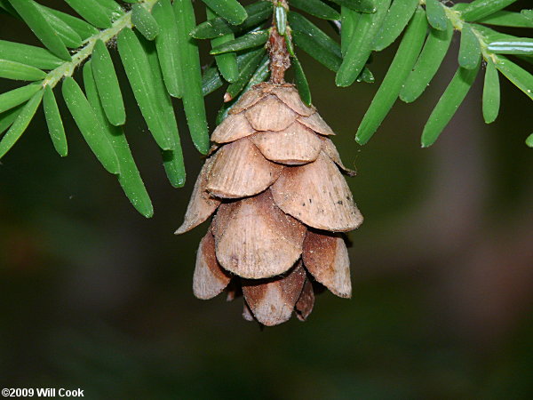 Eastern Hemlock (Tsuga canadensis)