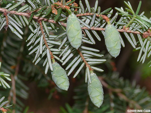 Eastern Hemlock (Tsuga canadensis)