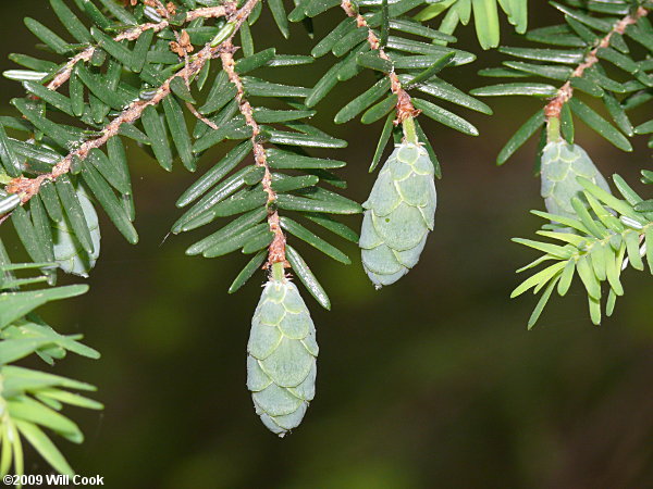 Eastern Hemlock (Tsuga canadensis)