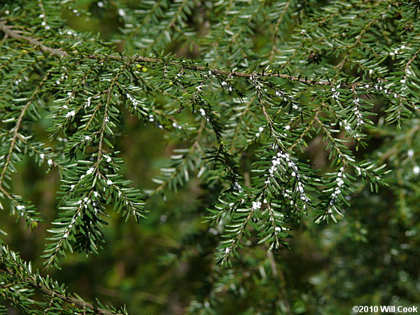 Eastern Hemlock (Tsuga canadensis)/Hemlock Woolly Adelgid (Adelges tsugae)