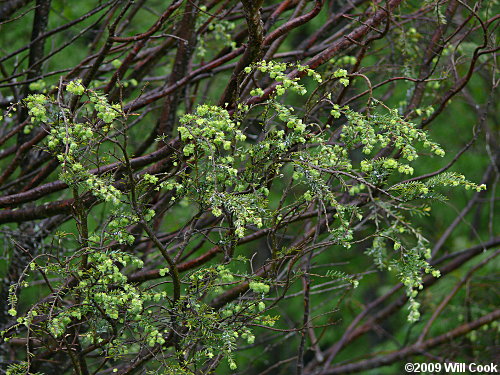 Eastern Hemlock (Tsuga canadensis)