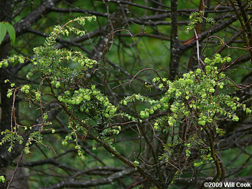 Eastern Hemlock (Tsuga canadensis)