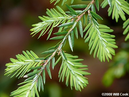 Eastern Hemlock (Tsuga canadensis)