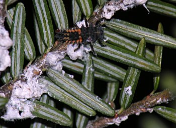 Eastern Hemlock (Tsuga canadensis)/Hemlock Woolly Adelgid (Adelges tsugae)