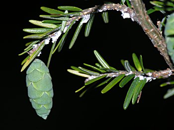 Eastern Hemlock (Tsuga canadensis)/Hemlock Woolly Adelgid (Adelges tsugae)