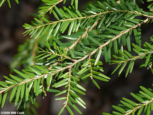 Eastern Hemlock (Tsuga canadensis)