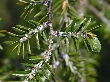 Eastern Hemlock (Tsuga canadensis)/Hemlock Woolly Adelgid (Adelges tsugae)