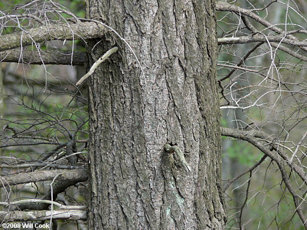 Carolina Hemlock (Tsuga caroliniana) bark