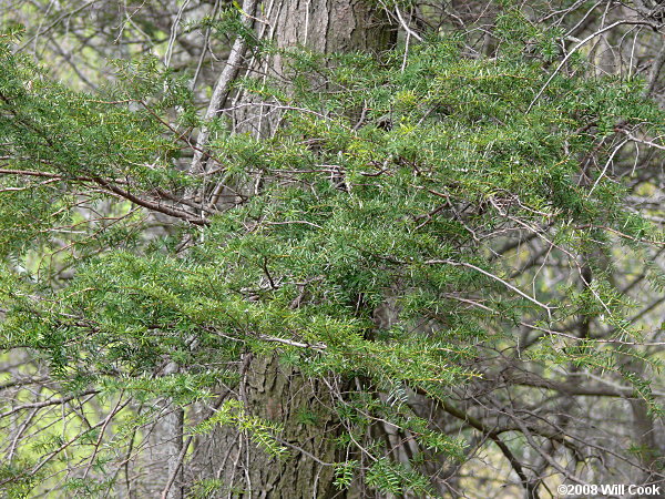 Carolina Hemlock (Tsuga caroliniana)