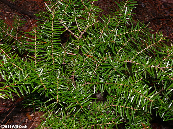 Carolina Hemlock (Tsuga caroliniana)