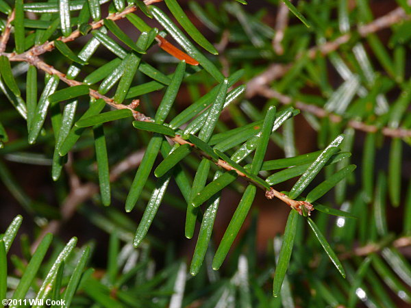 Carolina Hemlock (Tsuga caroliniana)