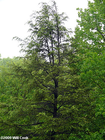 Carolina Hemlock (Tsuga caroliniana)