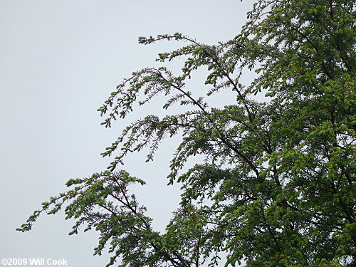 Carolina Hemlock (Tsuga caroliniana)