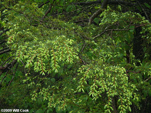 Carolina Hemlock (Tsuga caroliniana)