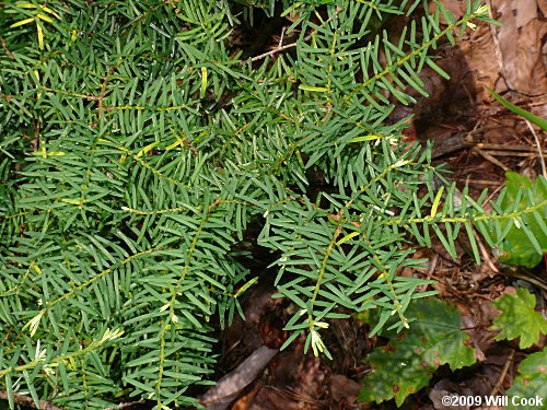 Carolina Hemlock (Tsuga caroliniana)