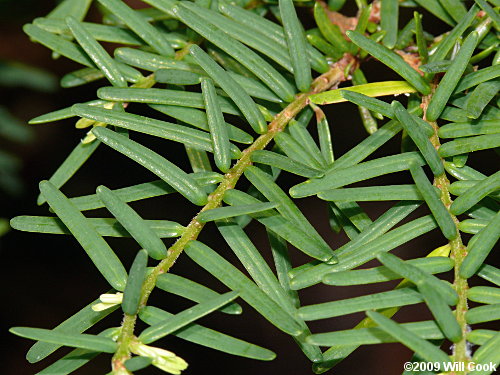 Carolina Hemlock (Tsuga caroliniana)