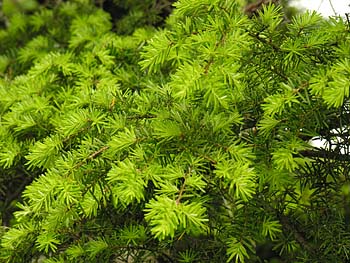 Carolina Hemlock (Tsuga caroliniana)