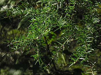 Carolina Hemlock (Tsuga caroliniana)