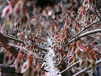 Winged Elm (Ulmus alata) flowers