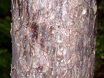 Winged Elm (Ulmus alata) bark