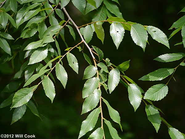 Winged Elm (Ulmus alata) leaves